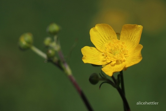 Scharfer Hahnenfuß (Ranunculus acris)